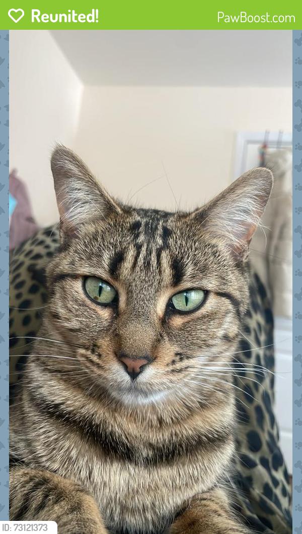 Reunited Female Cat last seen Near rue gohier, saint-laurent, Montréal, QC H4L 3K3