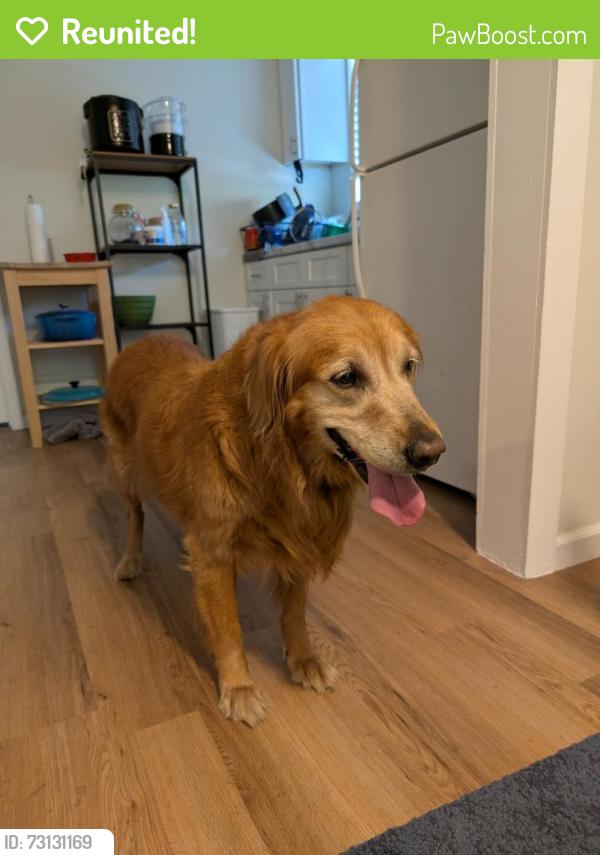 Reunited Female Dog last seen Near E 10th Street, Austin, TX 78702