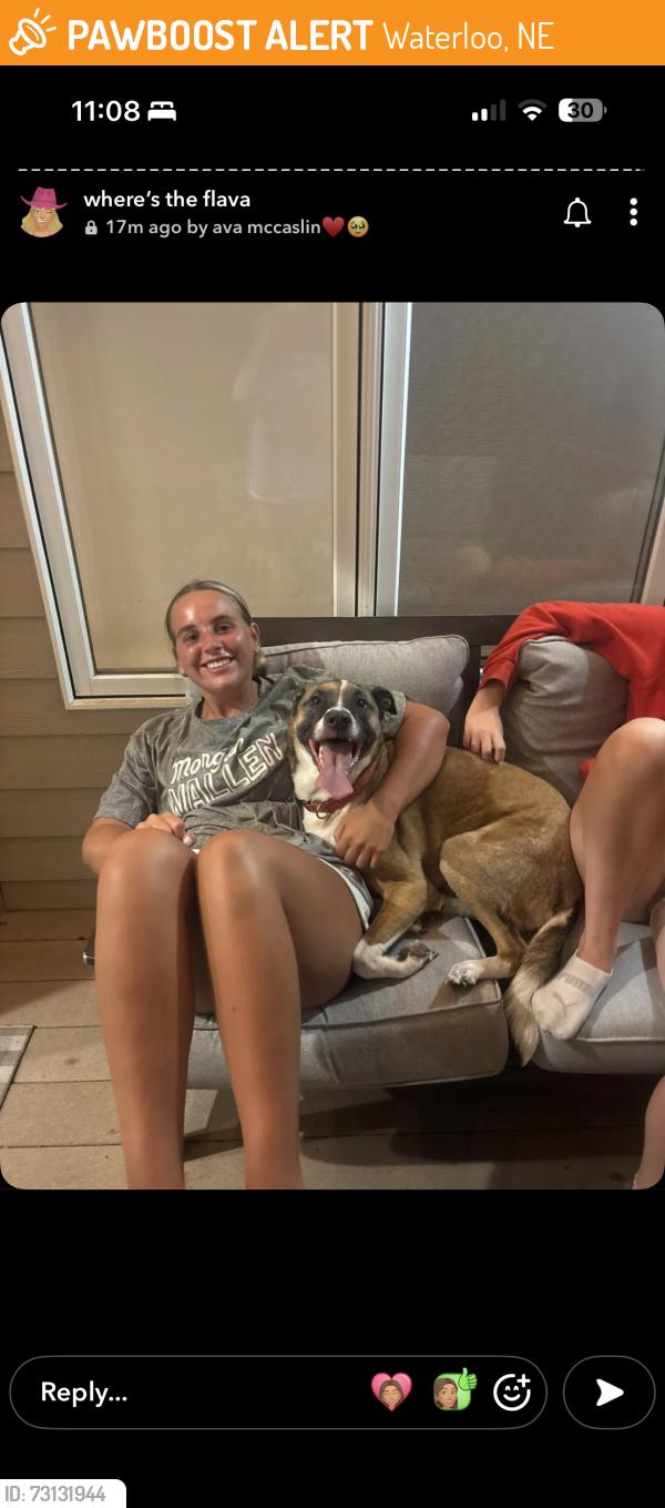 Found/Stray Female Dog last seen close by downtown waterloo on the main road maple, Waterloo, NE 68069