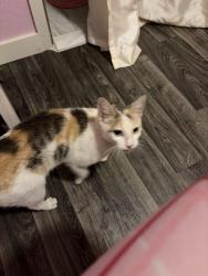 Found/Stray Unknown Cat last seen gas station, Houston, TX 77020