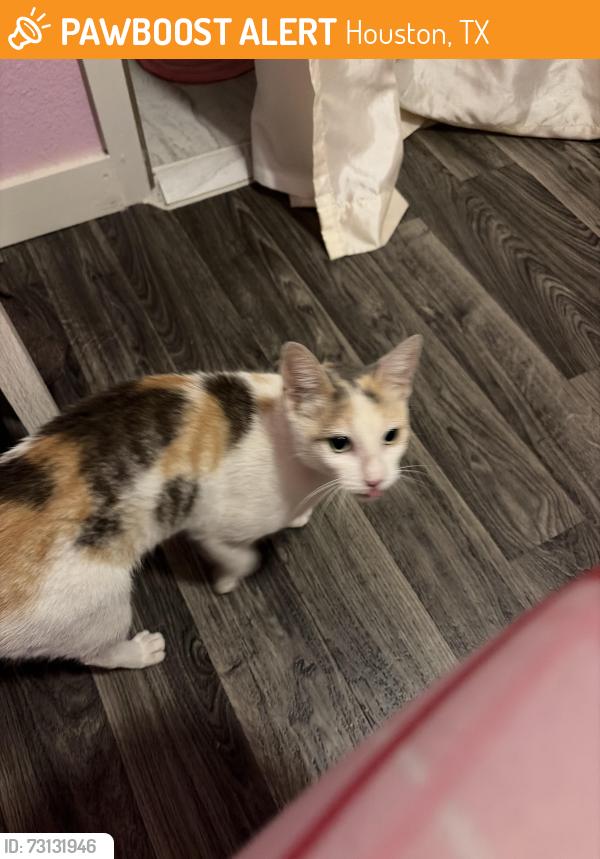Found/Stray Unknown Cat last seen gas station, Houston, TX 77020
