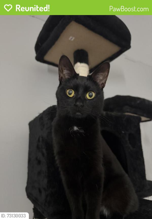 Reunited Female Cat last seen Near lakecrest drive, Dartmouth, NS B2X 1G1