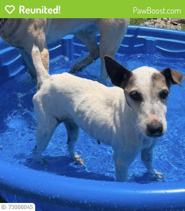 Reunited Female Dog last seen Maynard, Lecanto, FL 34461