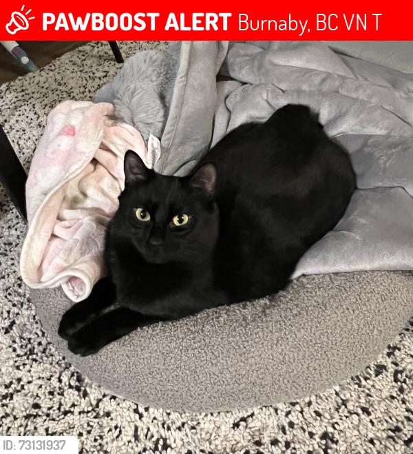 Lost Male Cat last seen Stride Ave. 16th St., Burnaby, BC V3N 1T5