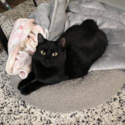 Lost Male Cat last seen Stride Ave. 16th St., Burnaby, BC V3N 1T5