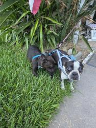 Found/Stray Female Dog last seen Genevieve Street, San Bernardino, CA 92407