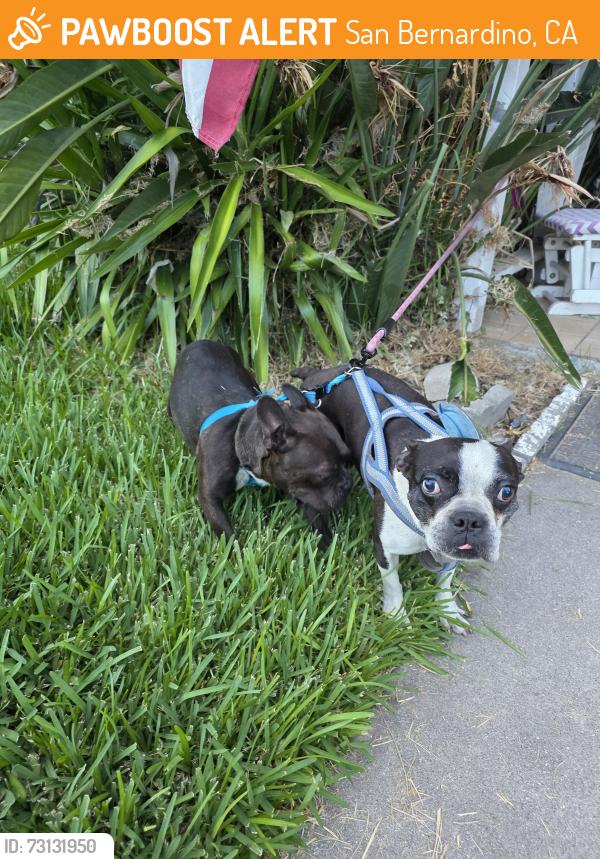 Found/Stray Female Dog last seen Genevieve Street, San Bernardino, CA 92407