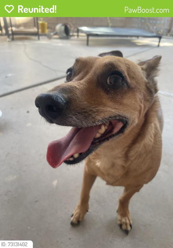 Reunited Male Dog last seen lomas and carlisle, Albuquerque, NM 87106