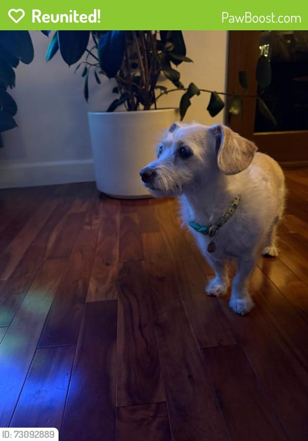 Reunited Female Dog last seen Sonata Lane, Los Angeles, CA 90042