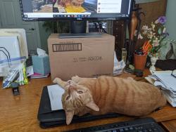 Lost Male Cat last seen Mcnaughten Eastwood ests, Columbus, OH 43213