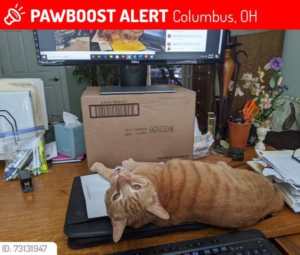 Lost Male Cat last seen Mcnaughten Eastwood ests, Columbus, OH 43213
