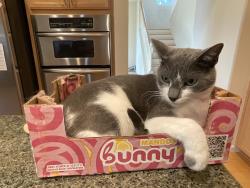 Lost Male Cat last seen Hassler Pkwy, San Jose, CA 95138