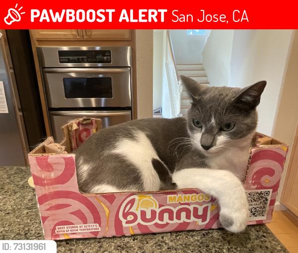 Lost Male Cat last seen Hassler Pkwy, San Jose, CA 95138