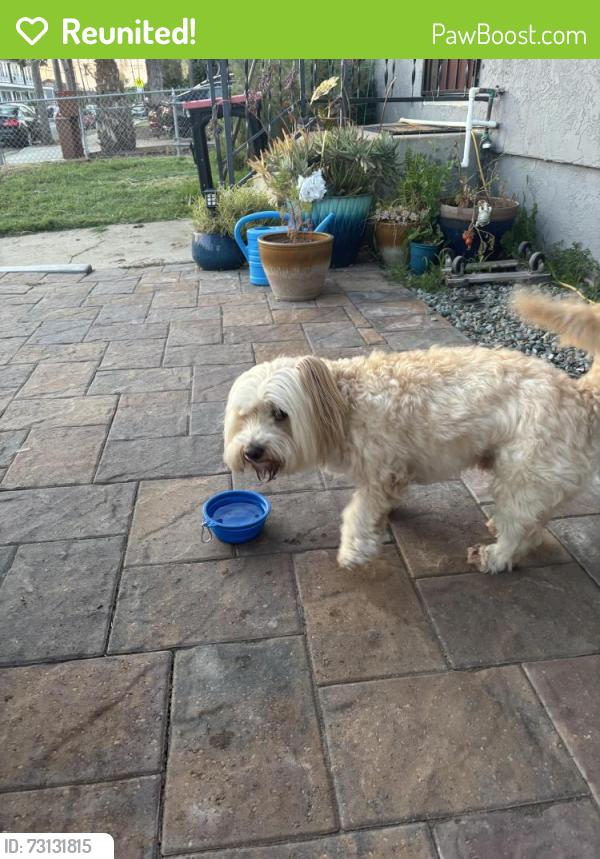Reunited Male Dog last seen Otis street , near Vista Square elementary, Chula Vista, CA 91910
