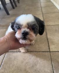 Reunited Female Dog last seen Perris, Perris, CA 92572