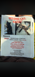 Lost Female Cat last seen Near mahogany trail, Murfreesboro, TN 37130