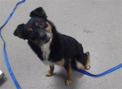 Shelter Stray Male Dog last seen LITTLEFIELD X 25TH, 1419 Bryant St, San Francisco, CA 94103, USA