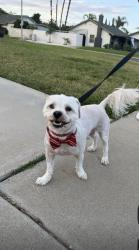 Reunited Male Dog last seen Greenhurst Dr, Riverside, CA 92505, USA, Riverside, CA 92505