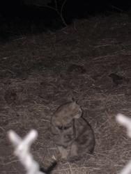 Found/Stray Unknown Cat last seen Trail past gomes park, Fremont, CA 94539