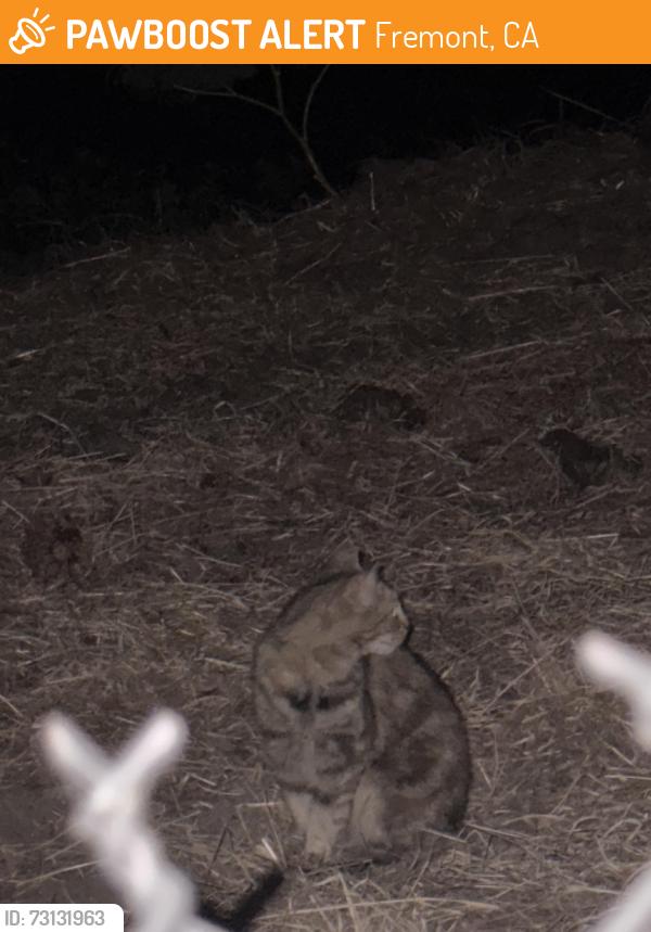 Found/Stray Unknown Cat last seen Trail past gomes park, Fremont, CA 94539