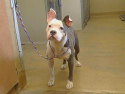 Shelter Stray Female Dog last seen PONDERAY LN/PASADENA AVE, 95841, 3839 Bradshaw Rd, Sacramento, CA 95827, USA