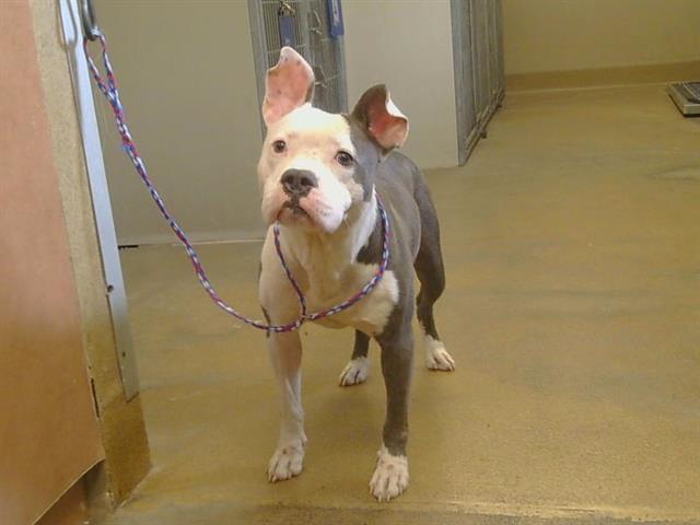 Shelter Stray Female Dog last seen PONDERAY LN/PASADENA AVE, 95841, 3839 Bradshaw Rd, Sacramento, CA 95827, USA