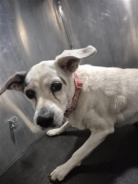 Shelter Stray Female Dog last seen Near BLOCK ROLAND, 4710 TX-151, San Antonio, TX 78227, USA