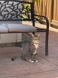 Lost Female Cat last seen Genoa street, Danville, CA 94506