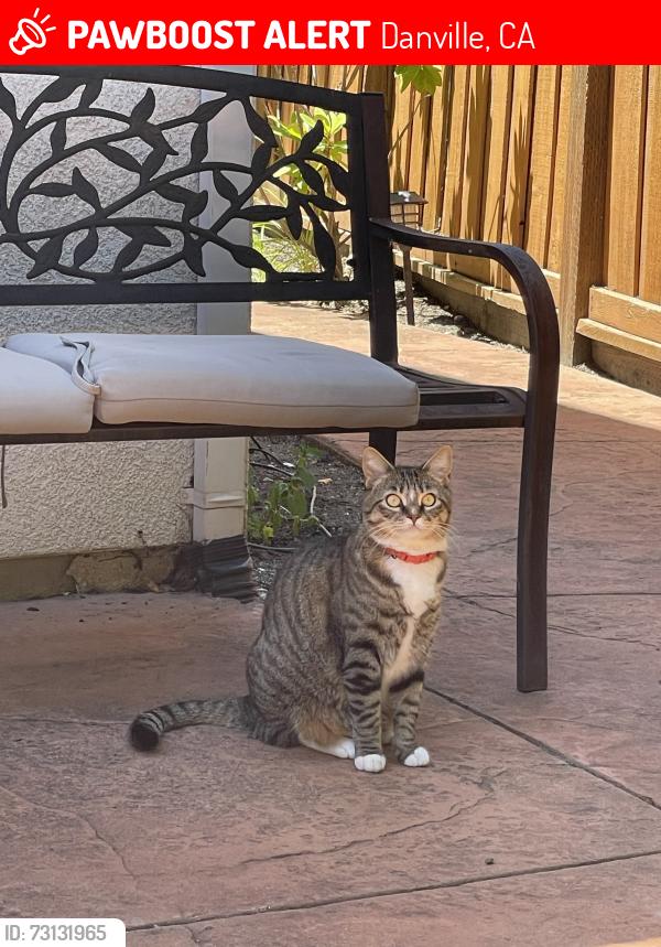Lost Female Cat last seen Genoa street, Danville, CA 94506