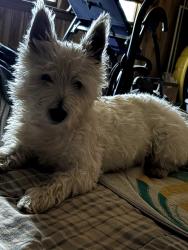 Reunited Male Dog last seen Hwy 94 and Two Taverns road, Gettysburg, PA 17325