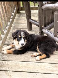 Lost Male Dog last seen Dark hollow road Alderson Wv, Alderson, WV 24910