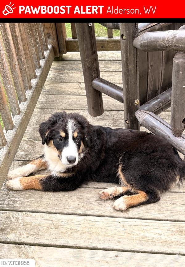 Lost Male Dog last seen Dark hollow road Alderson Wv, Alderson, WV 24910