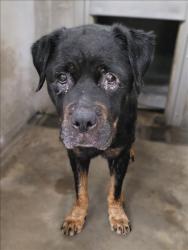 Shelter Stray Female Dog last seen , 14409 Vanowen St, Van Nuys, CA 91405, USA