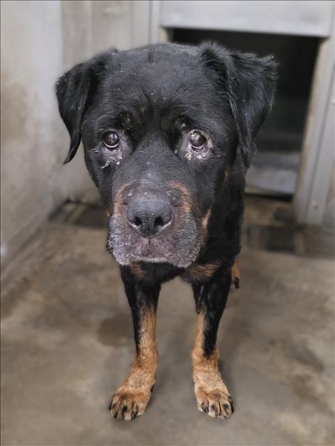 Shelter Stray Female Dog last seen , 14409 Vanowen St, Van Nuys, CA 91405, USA
