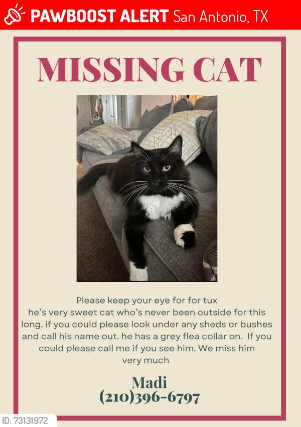 Lost Male Cat last seen O’Conner rd, San Antonio, TX 78239