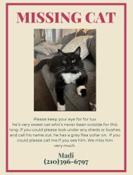 Lost Male Cat last seen O’Conner rd, San Antonio, TX 78239