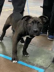 Shelter Stray Male Dog last seen , 14409 Vanowen St, Van Nuys, CA 91405, USA