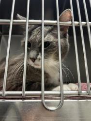 Shelter Stray Unknown Cat last seen BURLINGTON AC, 221 Stone Quarry Rd, Burlington, NC 27217, USA