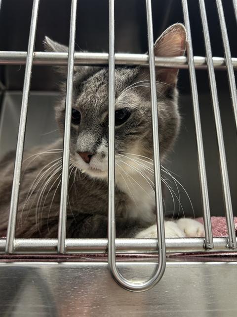 Shelter Stray Unknown Cat last seen BURLINGTON AC, 221 Stone Quarry Rd, Burlington, NC 27217, USA