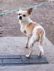 Lost Female Dog last seen My hse, Littleton, CO 80123