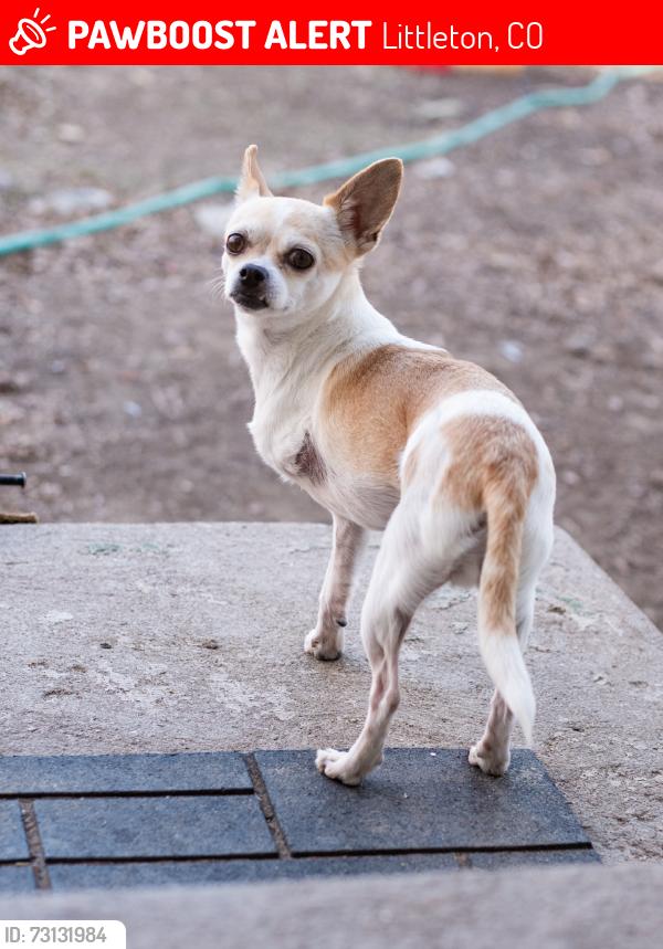 Lost Female Dog last seen My hse, Littleton, CO 80123