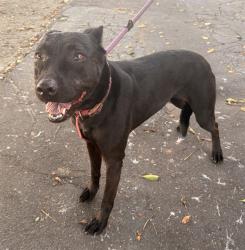 Shelter Stray Female Dog last seen , 4275 Elton St, Baldwin Park, CA 91706, USA