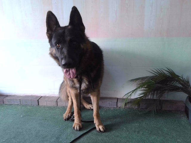 Shelter Stray Male Dog last seen , 4275 Elton St, Baldwin Park, CA 91706, USA
