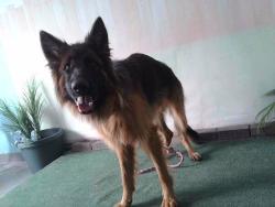 Shelter Stray Female Dog last seen , 4275 Elton St, Baldwin Park, CA 91706, USA