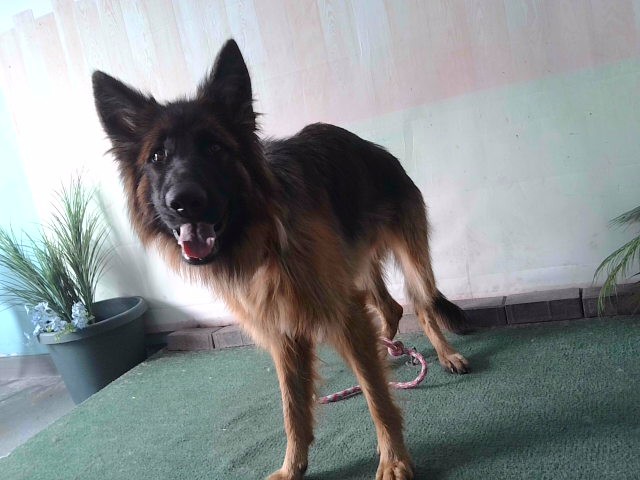 Shelter Stray Female Dog last seen , 4275 Elton St, Baldwin Park, CA 91706, USA