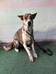 Shelter Stray Female Dog last seen , 4275 Elton St, Baldwin Park, CA 91706, USA