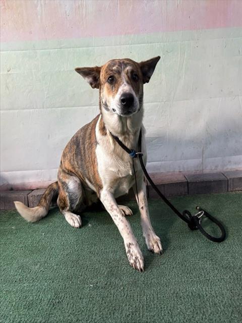Shelter Stray Female Dog last seen , 4275 Elton St, Baldwin Park, CA 91706, USA