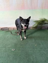 Shelter Stray Female Dog last seen , 4275 Elton St, Baldwin Park, CA 91706, USA