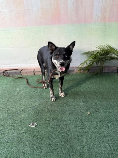 Shelter Stray Female Dog last seen , 4275 Elton St, Baldwin Park, CA 91706, USA
