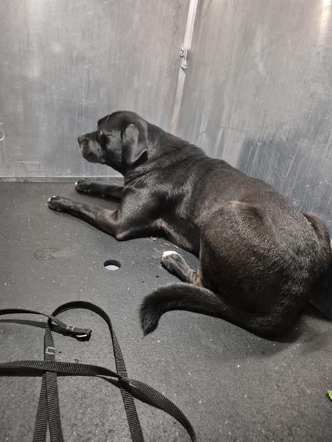 Shelter Stray Male Dog last seen Near BLOCK ROLAND, 4710 TX-151, San Antonio, TX 78227, USA